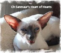 Ch. Sanmaurs Heart of Hearts